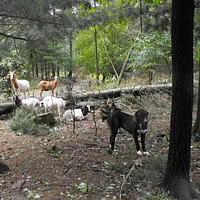 Central Asian Shepherd Dog, picture 8 of 8