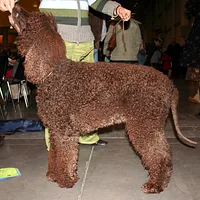 Irish Water Spaniel, picture 8 of 9