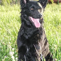 Croatian Sheepdog