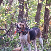 American Foxhound