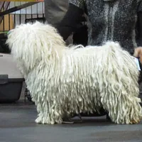 Puli, picture 7 of 9