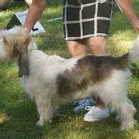 Grand Basset Griffon Vendéen, picture 7 of 8