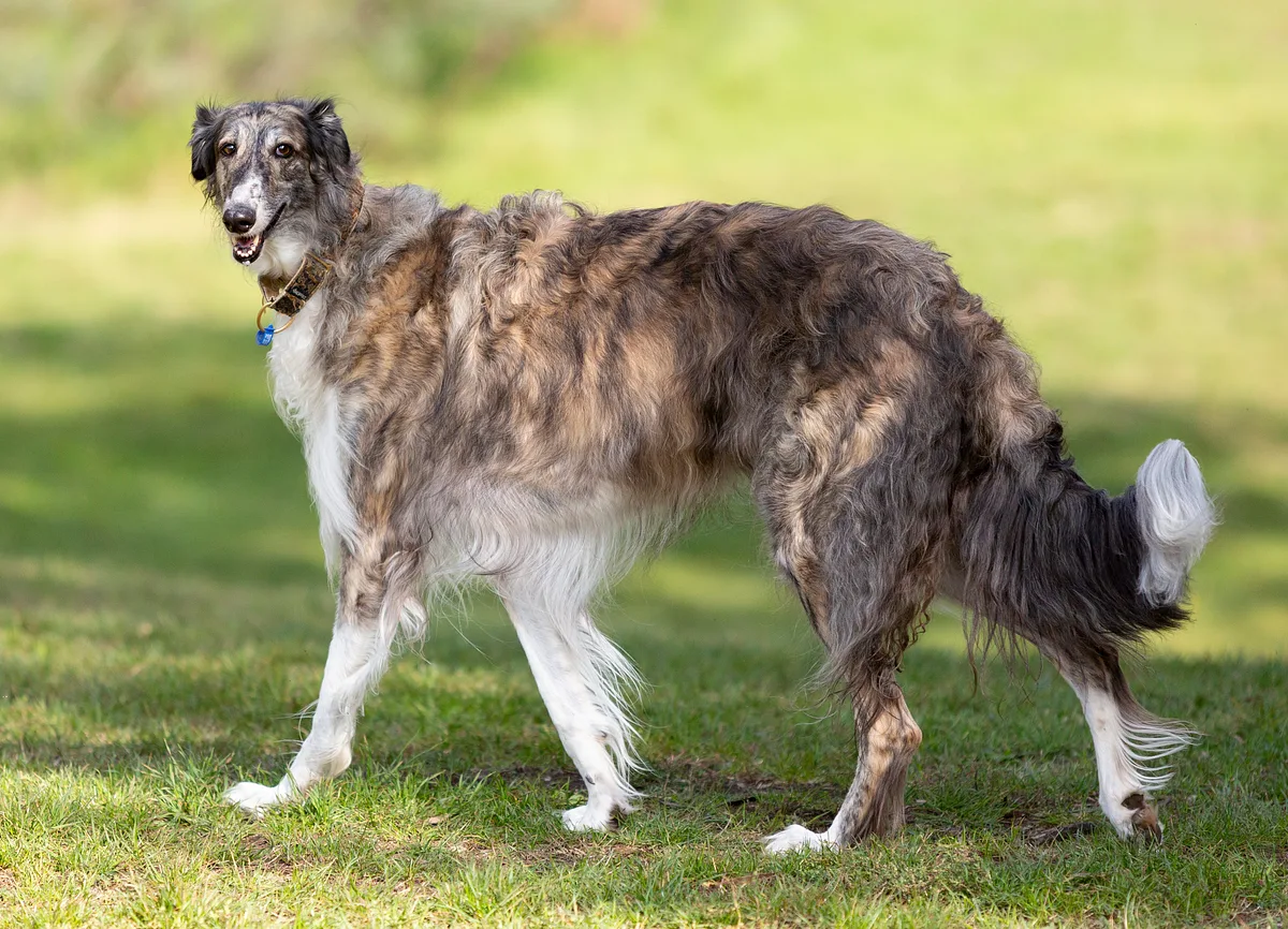 Borzoi dog, photographed by Sergey Khantsis