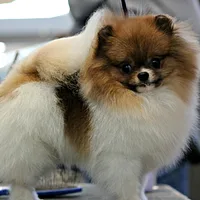 Pomeranian