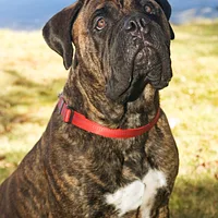 Bullmastiff