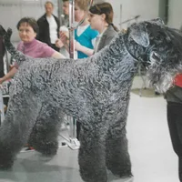 Kerry Blue Terrier, picture 8 of 9