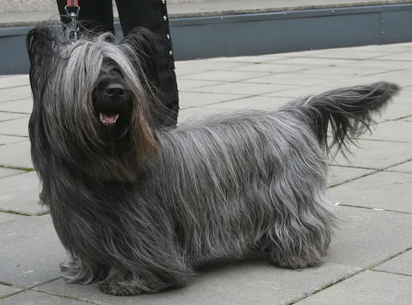 A Skye Terrier