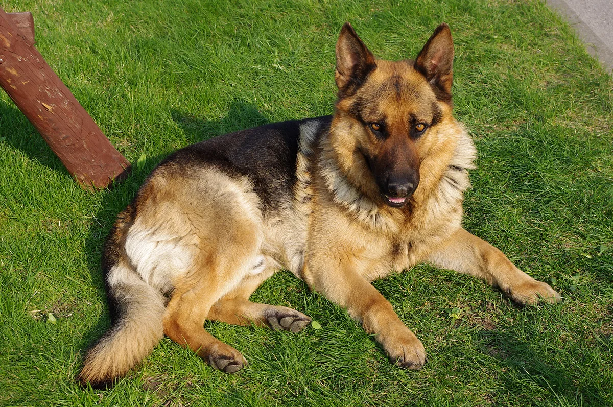 German Shepherd Dog dog, photographed by Jakub Hałun
