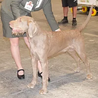 Slovakian Wirehaired Pointer, picture 8 of 10