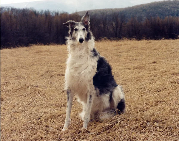 Borzoi