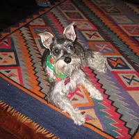 Miniature Schnauzer, picture 8 of 8