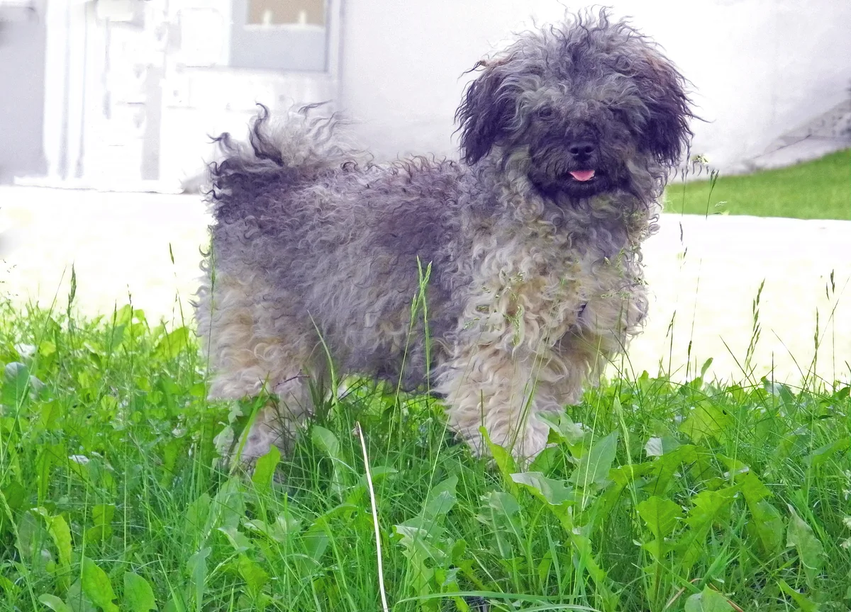 Russian Tsvetnaya Bolonka dog, photographed by GuidoR
