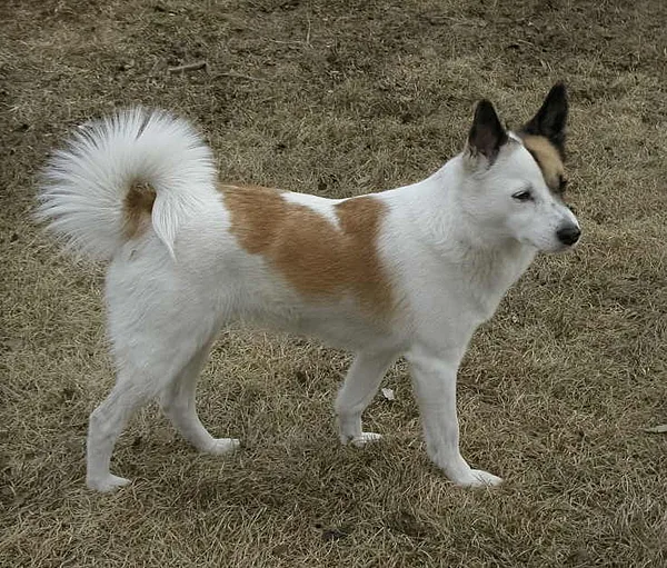 A Norrbottenspets