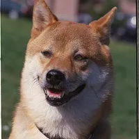 Shiba Inu, picture 1 of 9