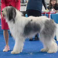 Romanian Mioritic Shepherd Dog, picture 6 of 8