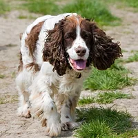English Springer Spaniel