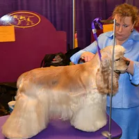 Cocker Spaniel