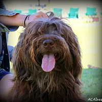 Portuguese Sheepdog, picture 7 of 10