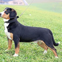 Entlebucher Mountain Dog