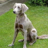 Weimaraner, picture 4 of 8