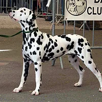 Dalmatian, picture 6 of 9