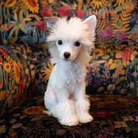 Chinese Crested, picture 8 of 10
