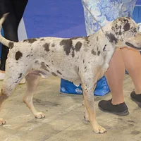 American Leopard Hound, picture 6 of 10