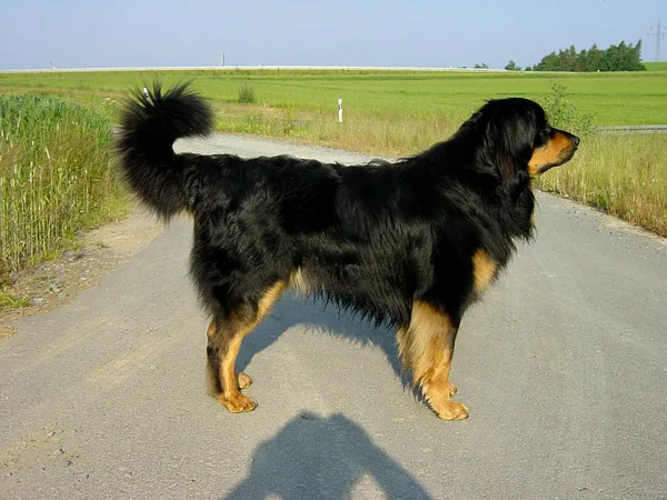 A Hovawart