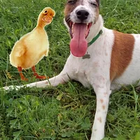 Smooth Fox Terrier, picture 9 of 9