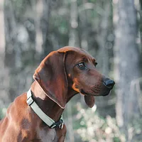 Redbone Coonhound, picture 6 of 10