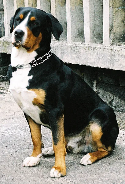 A Greater Swiss Mountain Dog