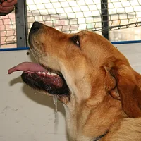 Spanish Mastiff, picture 7 of 7