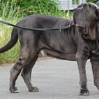 Neapolitan Mastiff, picture 3 of 9