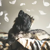 Caucasian Shepherd Dog