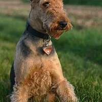 Airedale Terrier, picture 2 of 10
