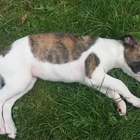 Whippet, picture 5 of 8