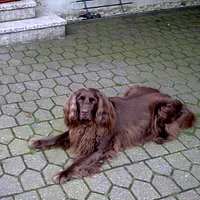 German Longhaired Pointer
