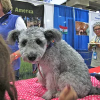 Pumi