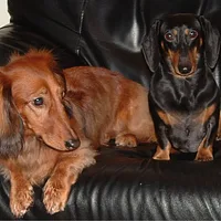Dachshund, picture 2 of 5