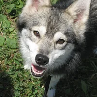 Alaskan Klee Kai