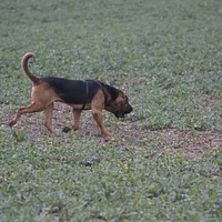 Bloodhound