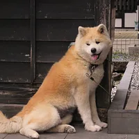 Japanese Akitainu, picture 3 of 7