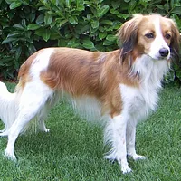 A Nederlandse Kooikerhondje dog