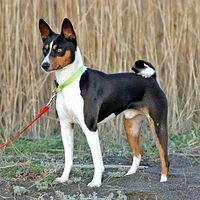 Basenji, picture 4 of 9