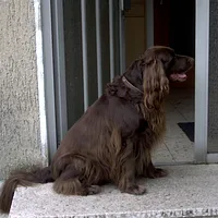 German Longhaired Pointer