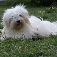 Coton de Tulear, picture 4 of 10