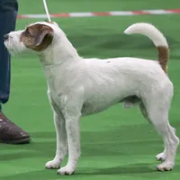 Parson Russell Terrier, picture 5 of 9