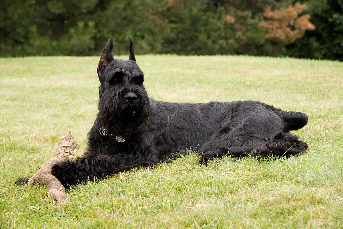 Giant Schnauzer dog, photographed by Paul Kounine (mischivo)