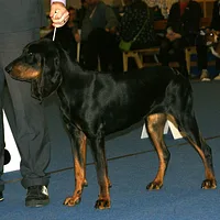 Black and Tan Coonhound, picture 3 of 7