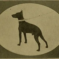 German Pinscher, picture 9 of 9
